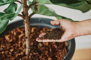 En el mes de la tierra, descubramos qué acciones podemos emprender para su protección.